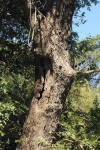Newtonia hildebrandtii var. hildebrandtii