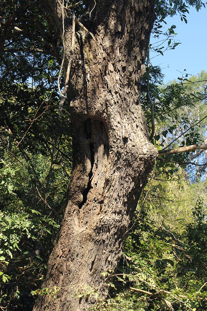 Newtonia hildebrandtii var. hildebrandtii
