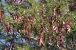 Newtonia hildebrandtii var. hildebrandtii