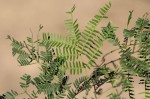 Newtonia hildebrandtii var. hildebrandtii