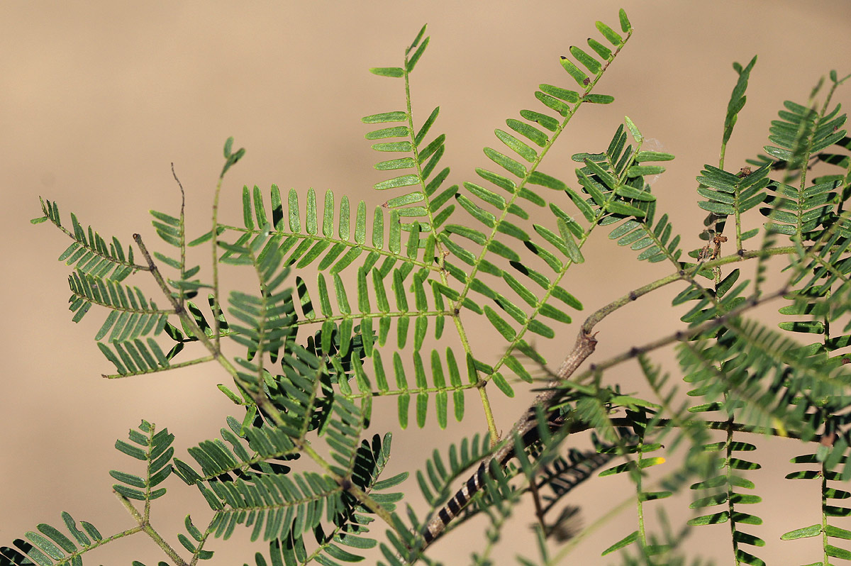 Newtonia hildebrandtii var. hildebrandtii