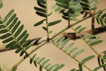 Newtonia hildebrandtii var. hildebrandtii