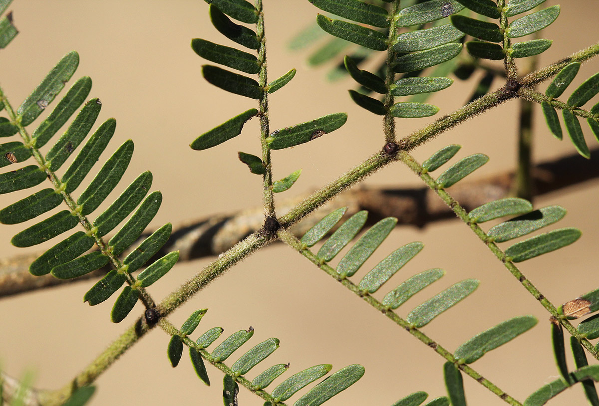 Newtonia hildebrandtii var. hildebrandtii
