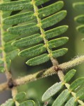 Newtonia hildebrandtii var. hildebrandtii