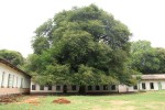 Newtonia hildebrandtii var. pubescens