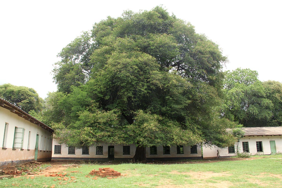 Newtonia hildebrandtii var. pubescens