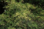 Newtonia hildebrandtii var. pubescens
