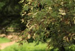 Newtonia hildebrandtii var. pubescens