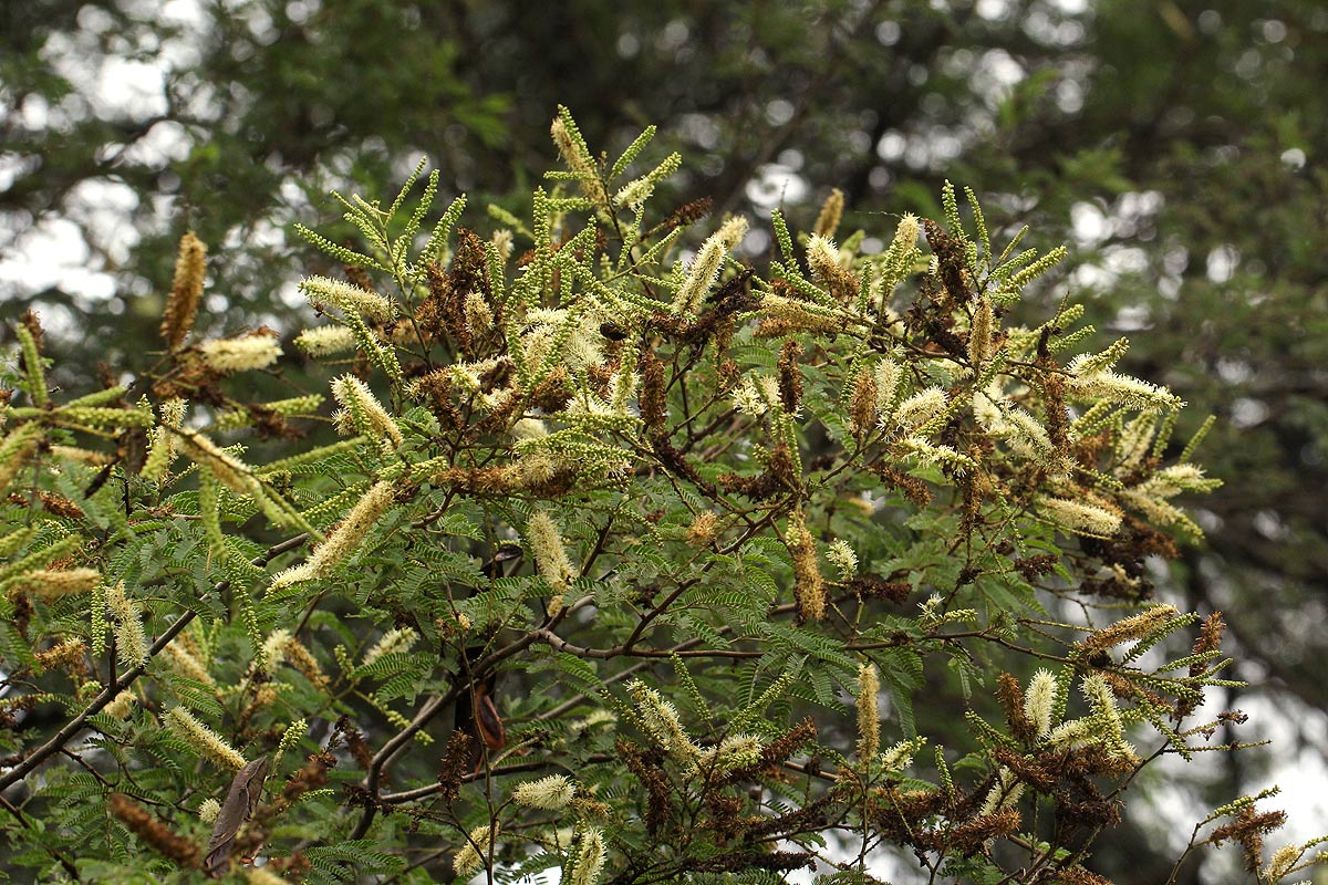 Newtonia hildebrandtii var. pubescens