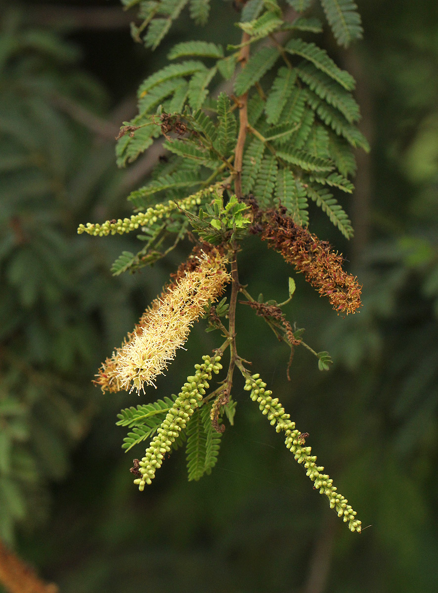 Newtonia hildebrandtii var. pubescens