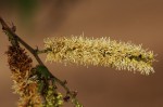 Newtonia hildebrandtii var. pubescens