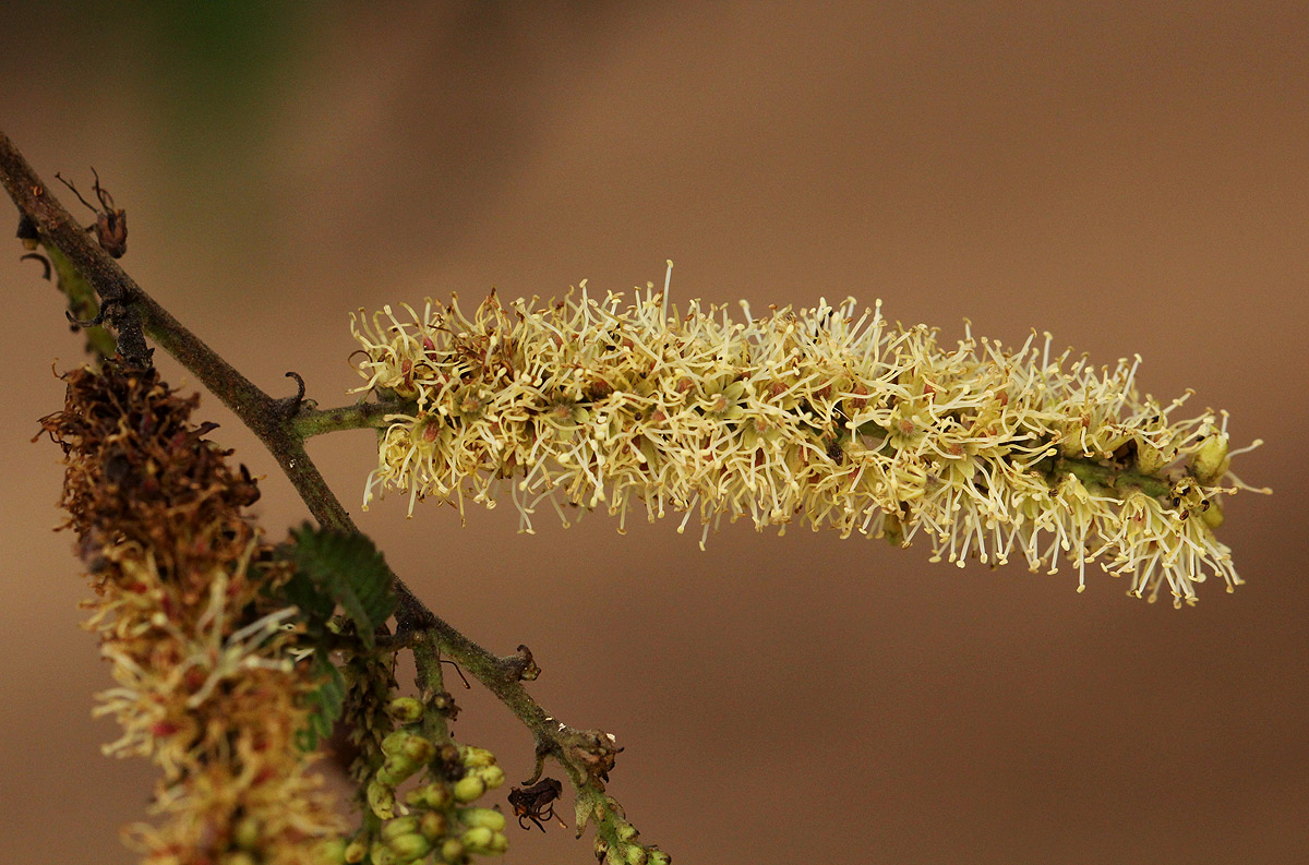 Newtonia hildebrandtii var. pubescens