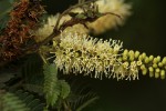 Newtonia hildebrandtii var. pubescens