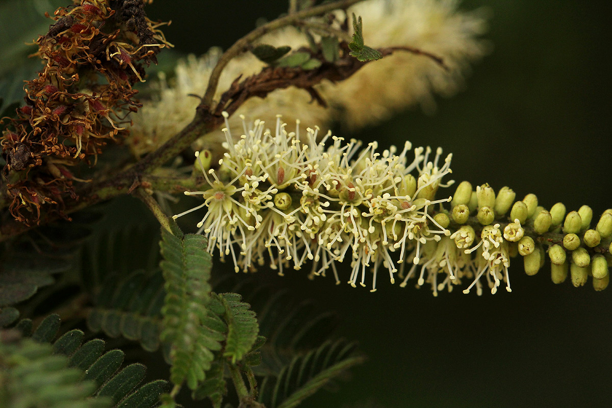 Newtonia hildebrandtii var. pubescens