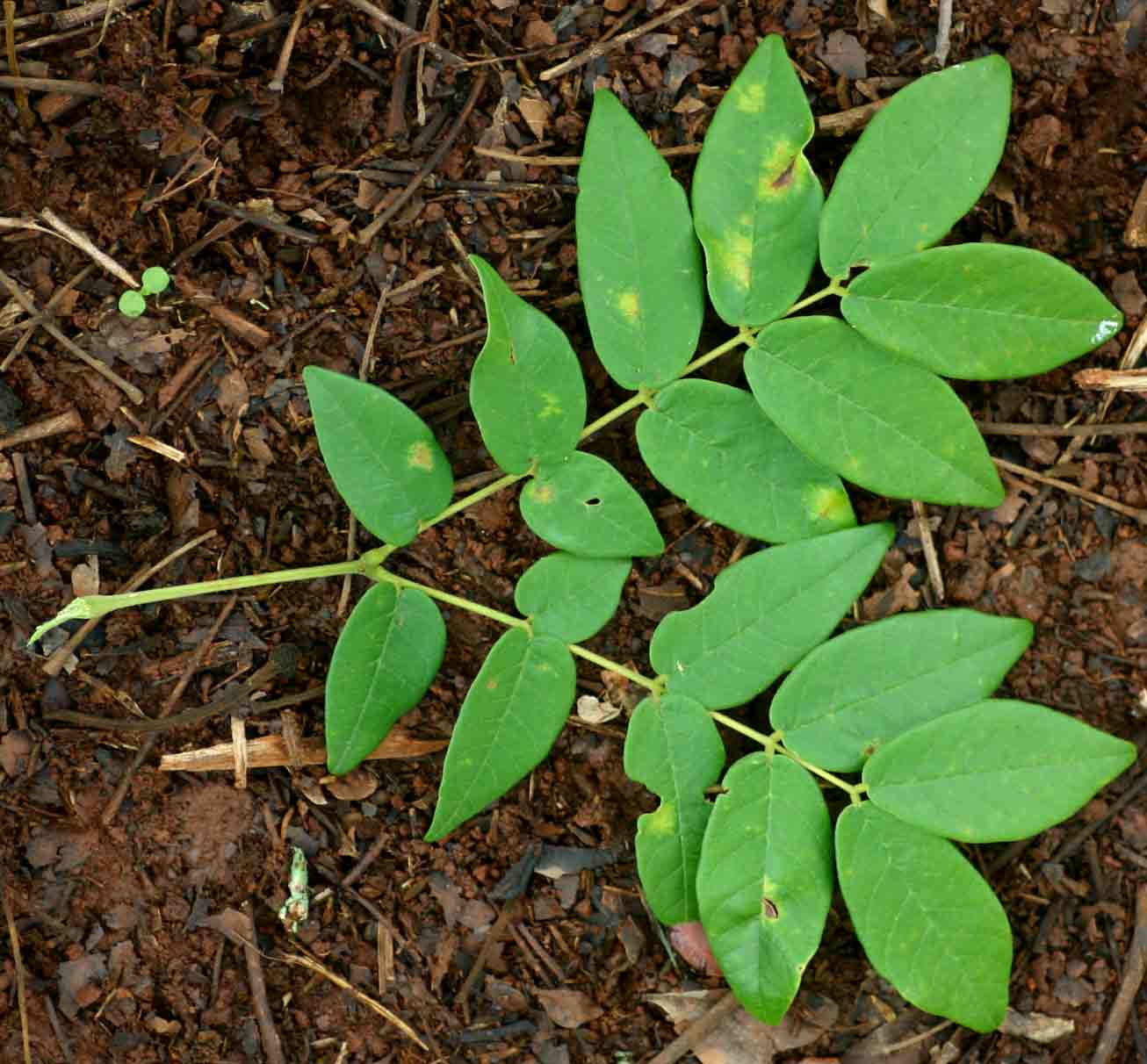 Xylia torreana