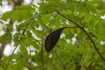 Xylia torreana