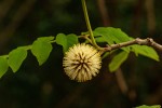 Xylia torreana
