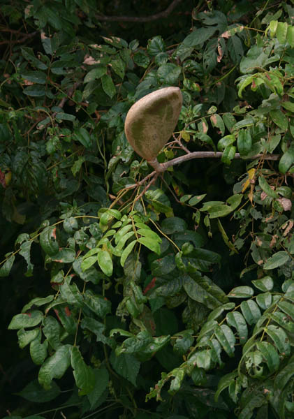 Xylia torreana