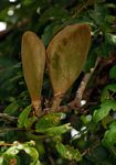 Xylia torreana
