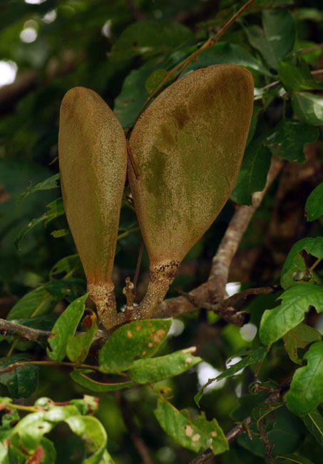 Xylia torreana