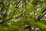 Xylia torreana