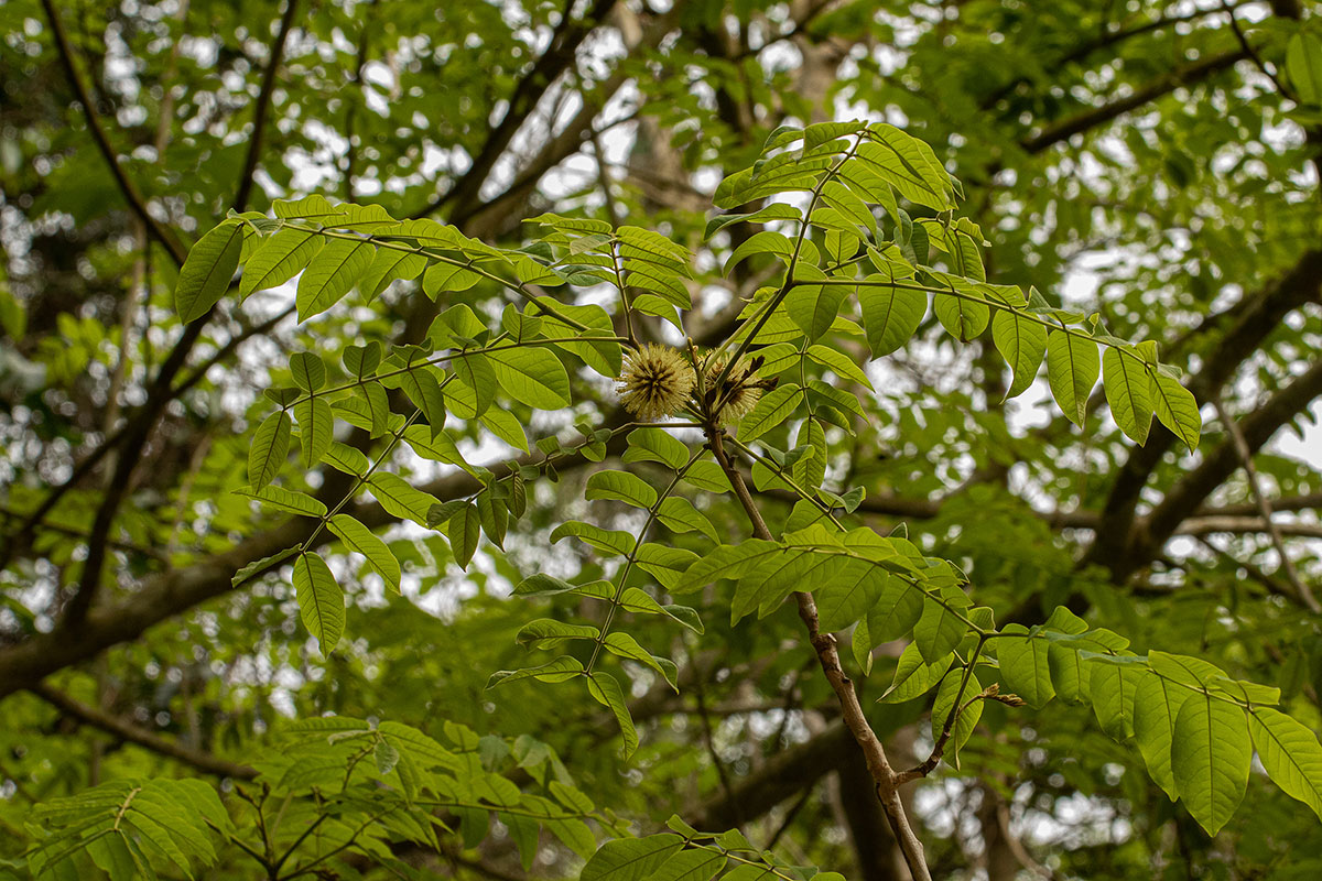 Xylia torreana