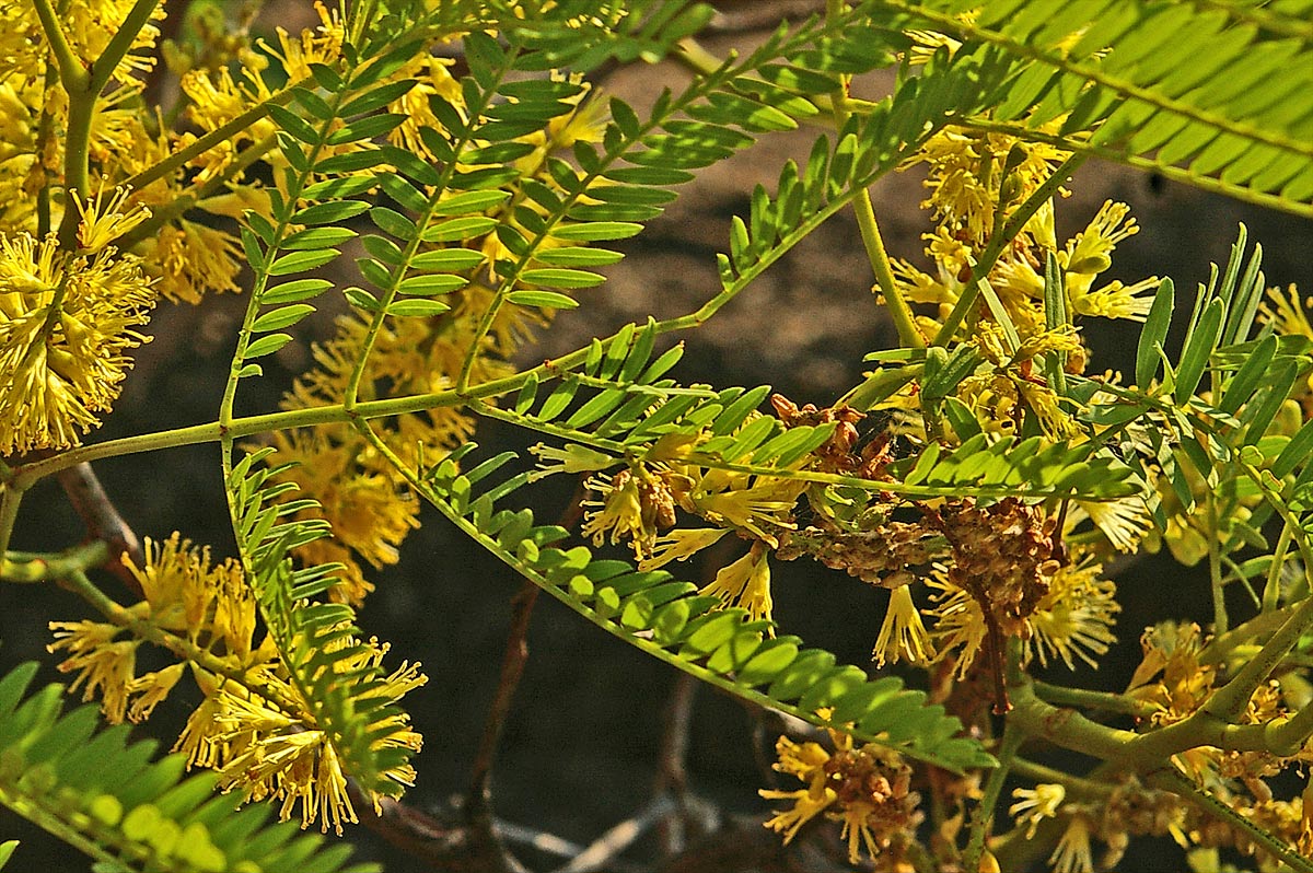 Elephantorrhiza burkei