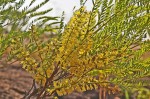 Elephantorrhiza burkei