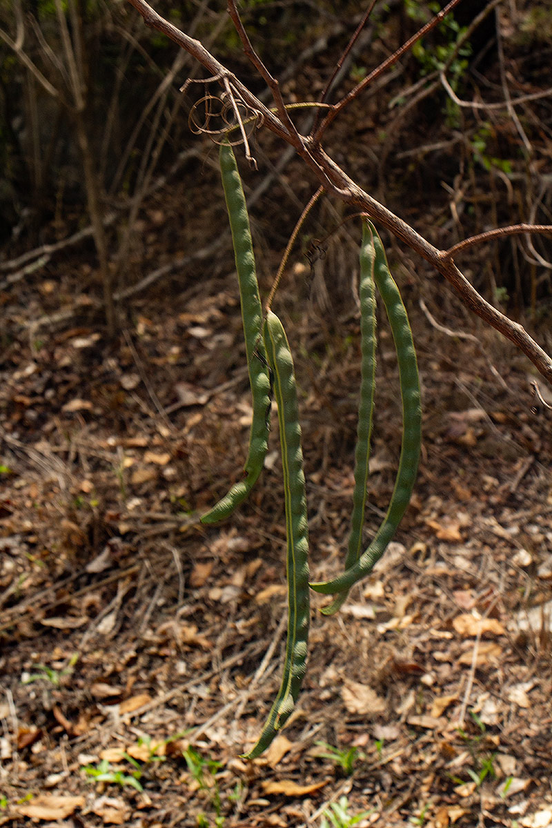 Elephantorrhiza goetzei subsp. goetzei