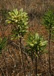 Elephantorrhiza suffruticosa