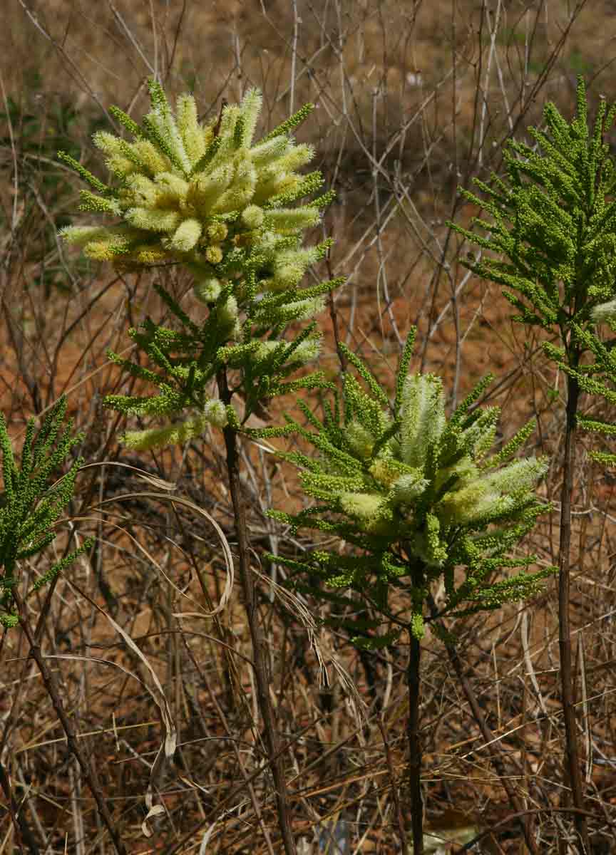 Elephantorrhiza suffruticosa