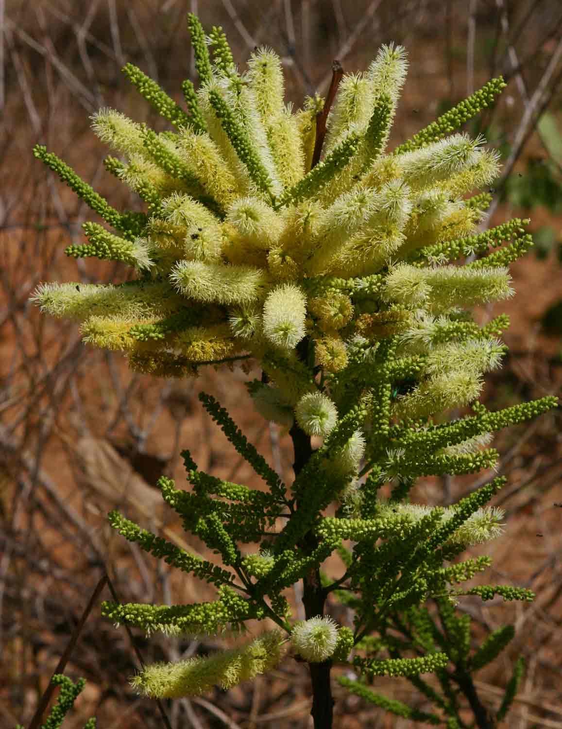 Elephantorrhiza suffruticosa