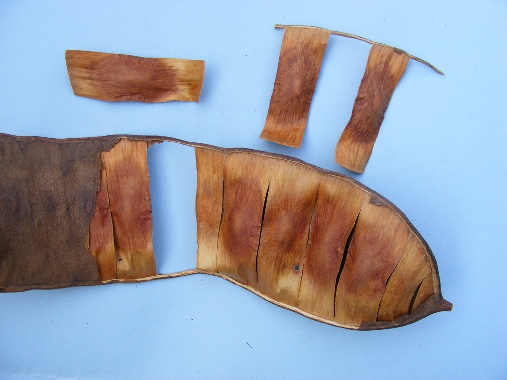 Entada chrysostachys