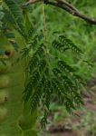Entada chrysostachys