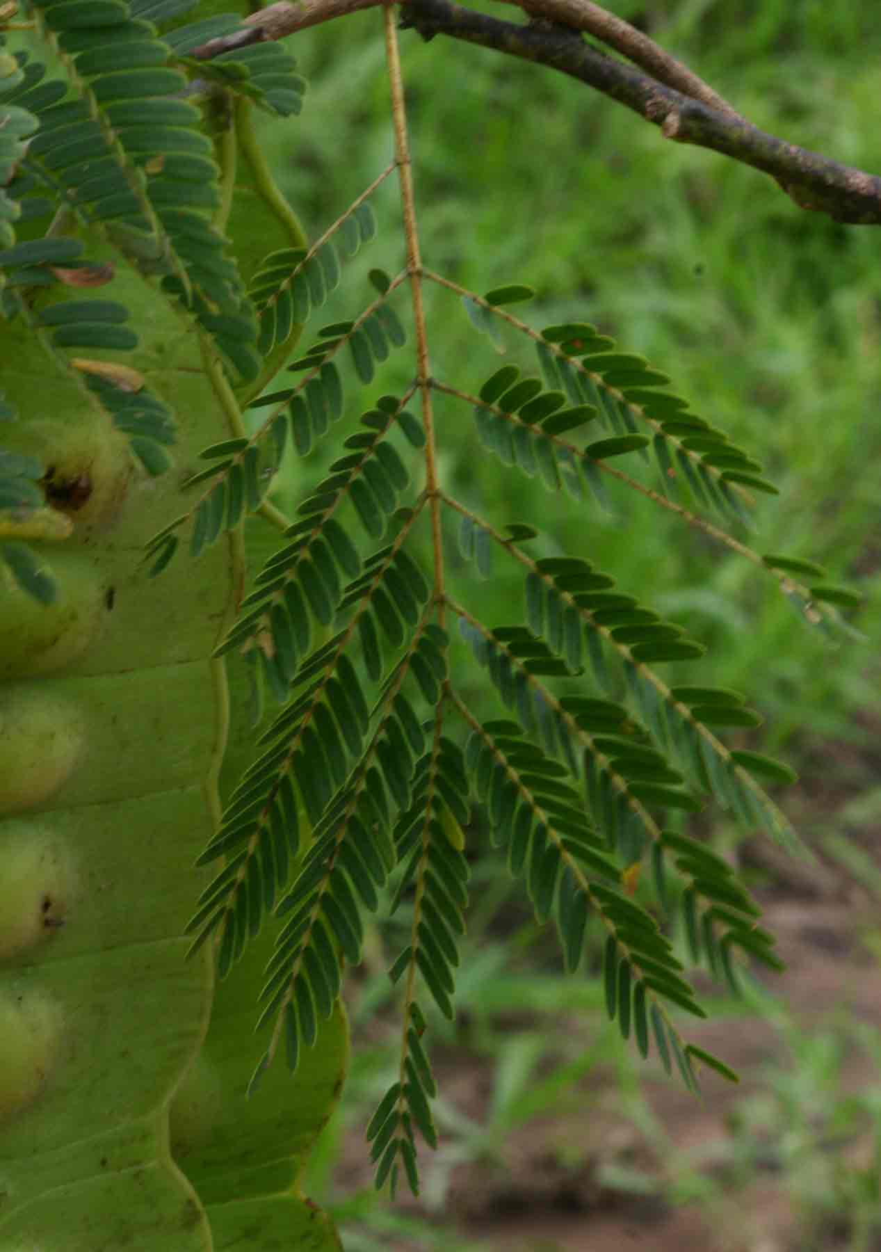 Entada chrysostachys
