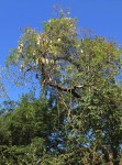 Entada chrysostachys