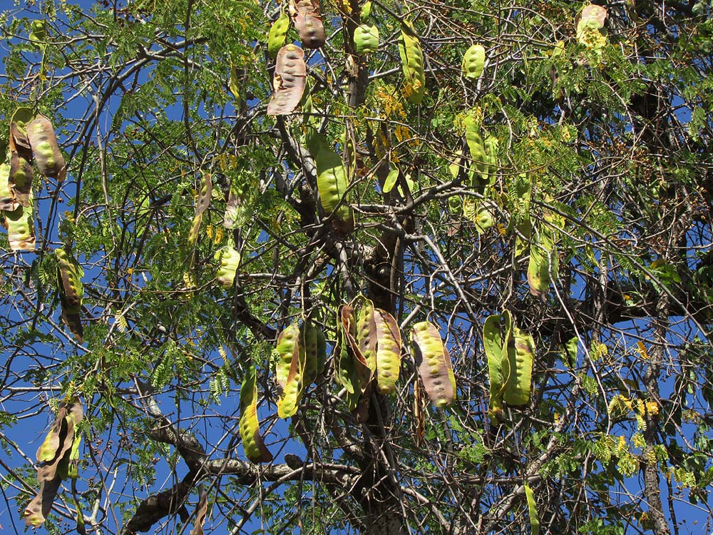 Entada chrysostachys