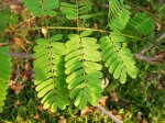 Entada chrysostachys