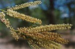 Entada chrysostachys
