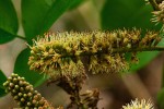 Erythrophleum suaveolens