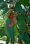 Colophospermum mopane