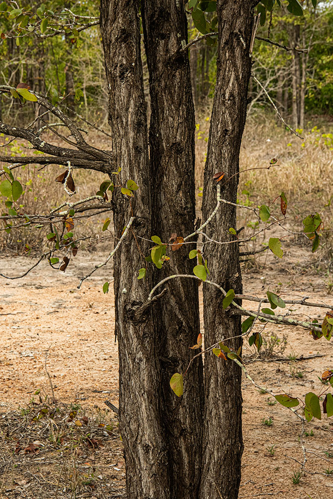 Colophospermum mopane