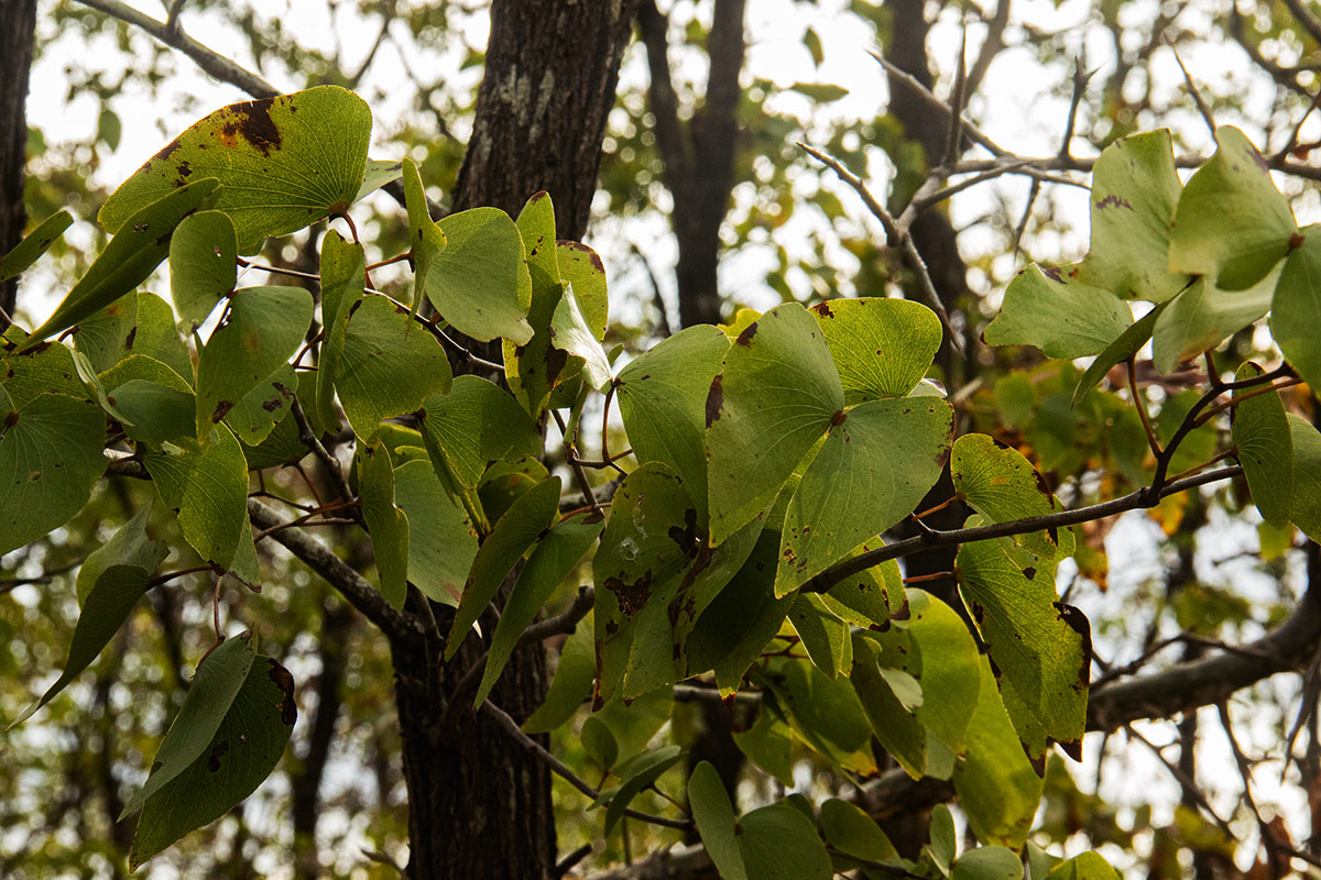 Colophospermum mopane
