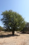 Colophospermum mopane