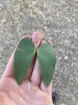 Colophospermum mopane