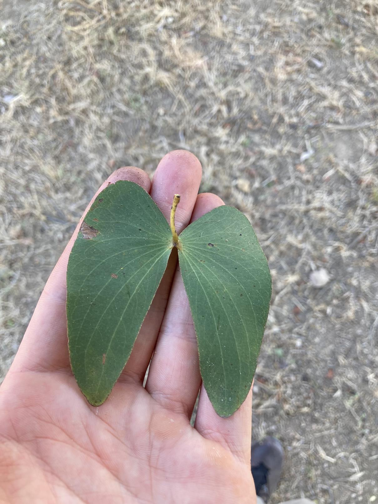 Colophospermum mopane