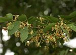 Colophospermum mopane