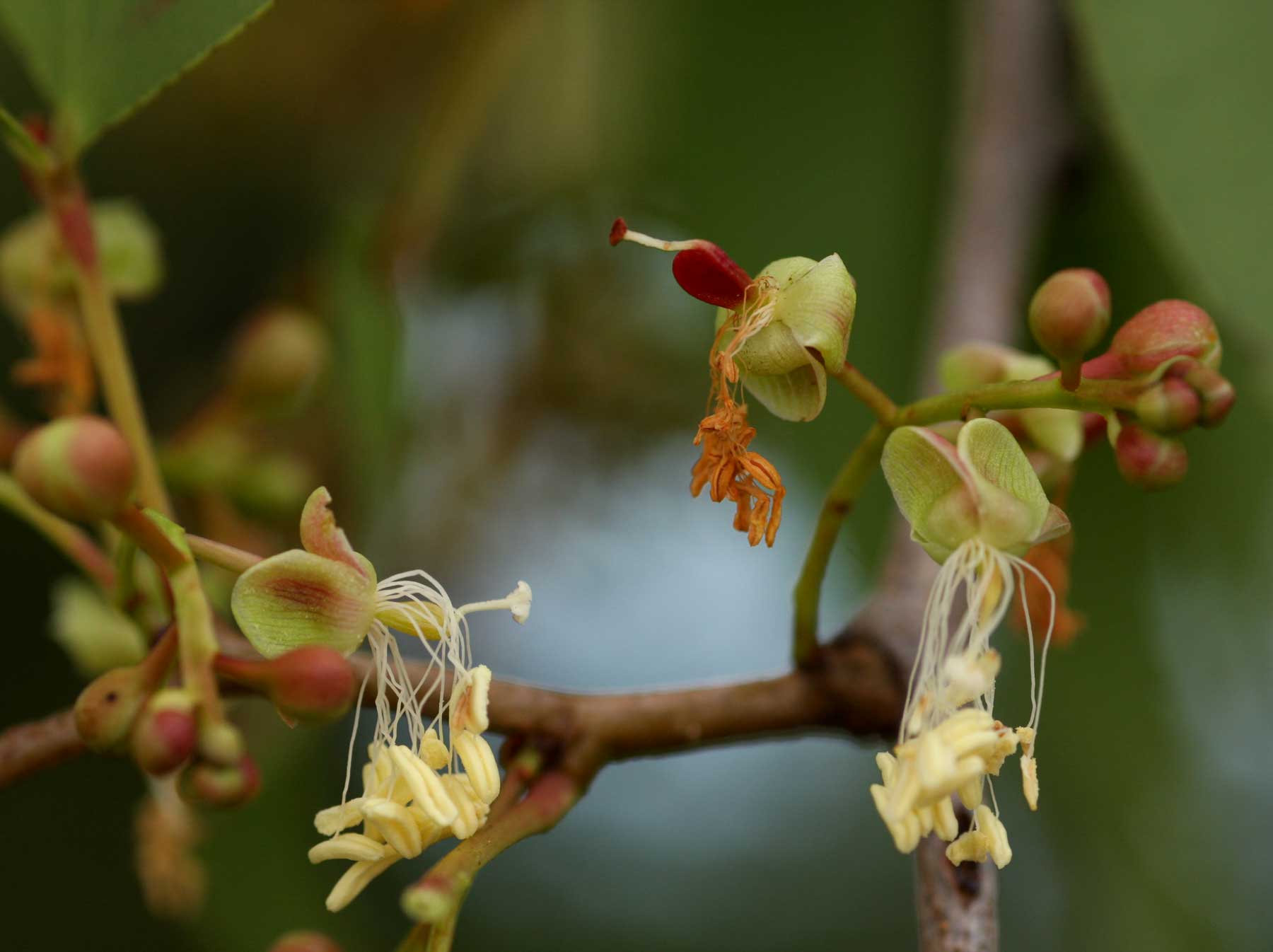Colophospermum mopane