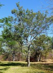 Guibourtia conjugata