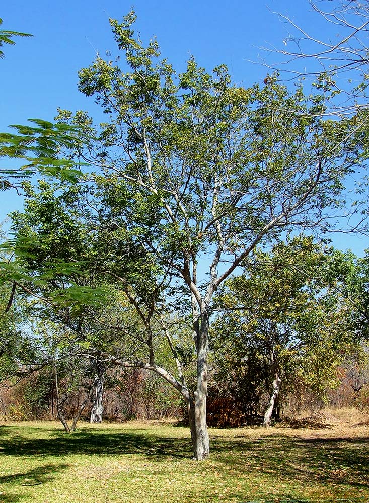 Guibourtia conjugata